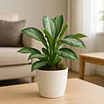 Beautiful AGLAONEMA SILVER BAY in a Classical Pot
