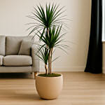Dracaena Marginata in Matte Beige Round Pot