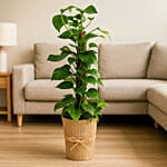 EPIPREMNUM MOSSTOK In a Jute Wrapped Pot