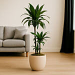 Evergreen Dracaena in Cement Pot