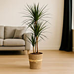 Indoor Dracaena Plant in Jute Wrapped Pot