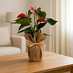 Jute Potted Anthurium Red Plant