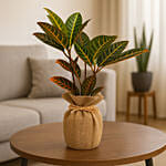 Jute Wrapped Croton Plant
