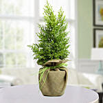 أشجار عيد الميلاد