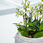12 Stems Mini Holland Orchid in Bowl Planter