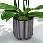 12 Stems Pink  Holland Orchid