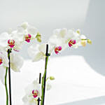 12 Stems Pink  Holland Orchid