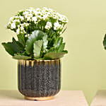 2 Kalanchoe Plants In Cactus Design Pots