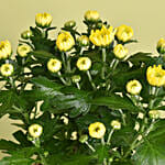 2 Kalanchoe Plants In Cactus Design Pots