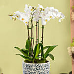 4 Stem Phalaneopsis or Orchid Plant in Premium Pot