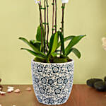 4 Stem Phalaneopsis or Orchid Plant in Premium Pot