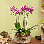 4 Stems Small Purple Orchid Plant In Premium Gold Pot