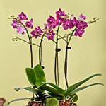 4 Stems Small Purple Orchid Plant In Premium Gold Pot