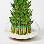 5 layer Big Lucky Bamboo In Glass Bowl