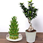 نبات البامبو المحظوظ 5 طبقات في وعاء خزفي مع بونساي