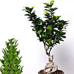 5 layer Big Lucky Bamboo With Bonsai