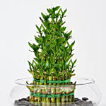 5 Layer Lucky Bamboo in Glass Bowl