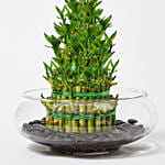 5 Layer Lucky Bamboo in Glass Bowl