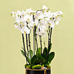 4 أوركيد أبيض مزدوج في أصيص فاخر وستاند ذهبي
