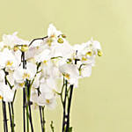 4 أوركيد أبيض مزدوج في أصيص فاخر وستاند ذهبي