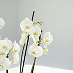 8 Stems White Holland Orchid in Groove Planter