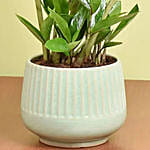 Air Purifing Z Plant