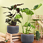 Air Purifying Duo of Calathea and Monstera Plant