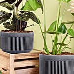 Air Purifying Duo of Calathea and Monstera Plant