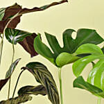 Air Purifying Duo of Calathea and Monstera Plant