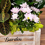 Beautiful Green Garden Box