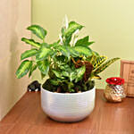 Beautiful Indoor Plants Garden