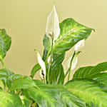 Beautiful Indoor Plants Garden