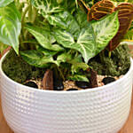 Beautiful Indoor Plants Garden