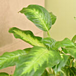 Beautiful Indoor Plants Garden