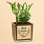 Best Wishes Lucky Bamboo n Fittonia