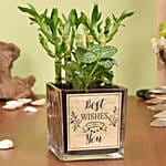 Best Wishes Lucky Bamboo n Fittonia