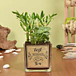 Best Wishes Lucky Bamboo n Fittonia