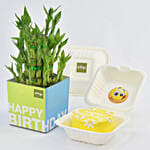 Birthday Wish Lunchbox Chocolate Cake and Lucky Bamboo