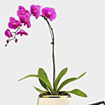 Blooming Single Stem Purple Orchid N Patchi Chocolates