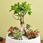 Bonsai & Fittonia Plant In Platter Planter