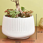 Bonsai & Fittonia Plant In Platter Planter