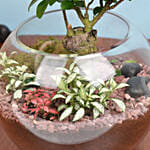 نبتة بونساي خضراء مع نباتات صغيرة في وعاء زجاجي