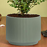 Boxwood Plant Small