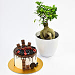 Candy Topped Choco With Plant