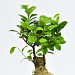 Candy Topped Choco With Plant