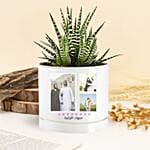 نبتة إيشفيريا لاحتفال الإنجازات