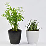 Chamadorea and Haworthia in Pots