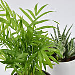 Chamadorea and Haworthia in Pots