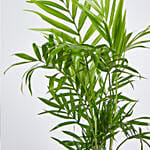 Chamaedorea Plant in Squre Vase