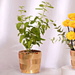 Diwali Sacred Harmony